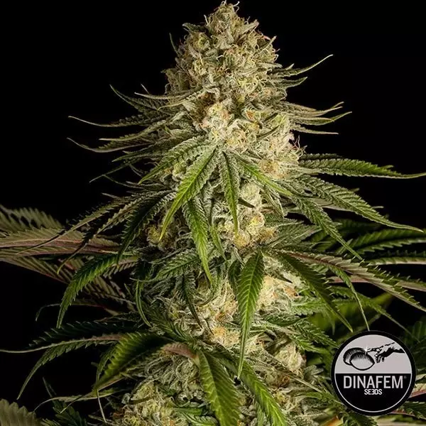 Visualizzazione Critical Kush di Dinafem semi femminizzati