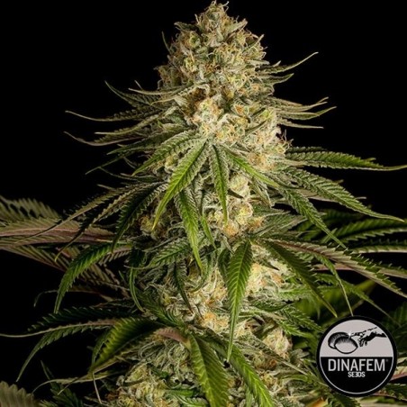Critical Kush di Dinafem semi femminizzati