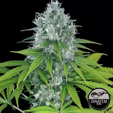 Power Kush di Dinafem semi femminizzati