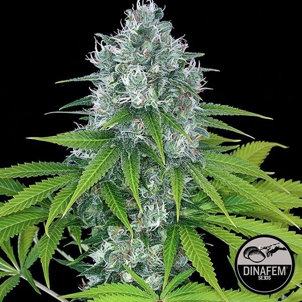 Power Kush di Dinafem semi femminizzati