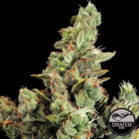 Cheese di Dinafem semi femminizzati