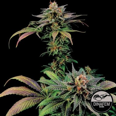 Visualizzazione Blue Widow di Dinafem semi femminizzati