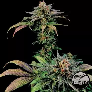 Blue Widow di Dinafem semi femminizzati