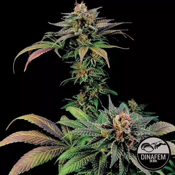 Visualizzazione Blue Widow di Dinafem semi femminizzati