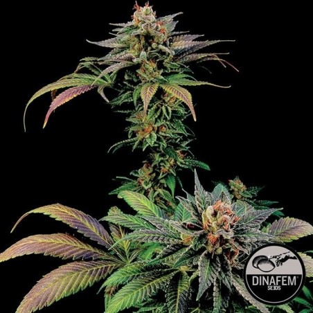 Blue Widow di Dinafem semi femminizzati