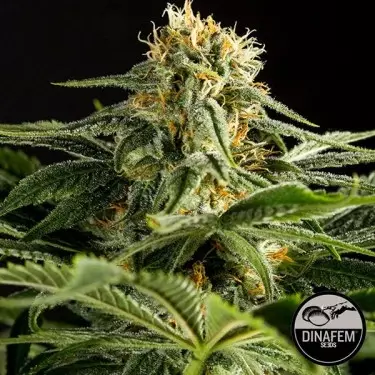 California Hash Plant di Dinafem femminizzata