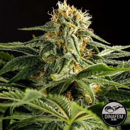 California Hash Plant di Dinafem femminizzata