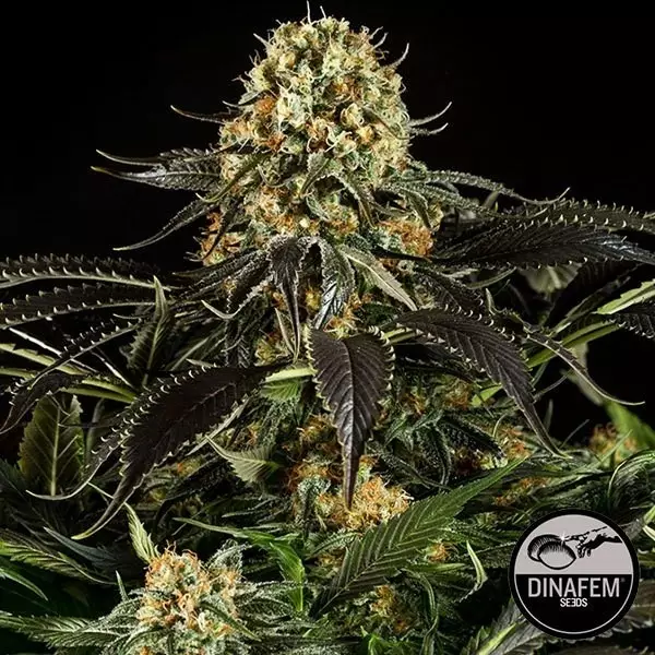 White Siberian di Dinafem femminizzata