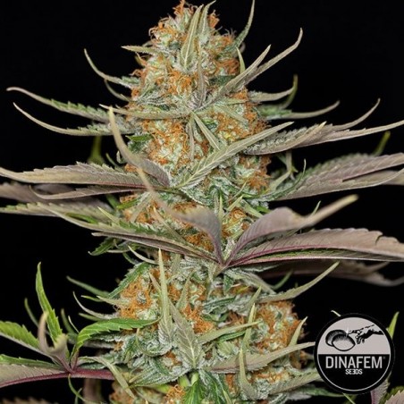 Sweet Deep Grapefruit del banco Dinafem.