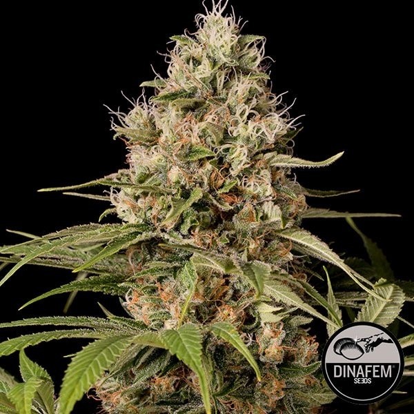 Visualizzazione Shark Shock CBD di Dinafem femminilizzata.