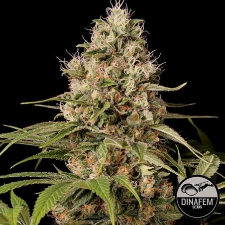 Shark Shock CBD di Dinafem femminilizzata.