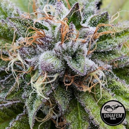 Bubba Kush di Dinafem semi femminilizzati.