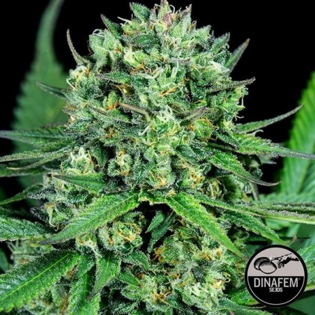 Cheese CBD femminilizzata del banco Dinafem.