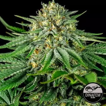 Bubba Kush CBD femminilizzata di Dinafem.