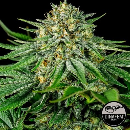 Bubba Kush CBD femminilizzata di Dinafem.