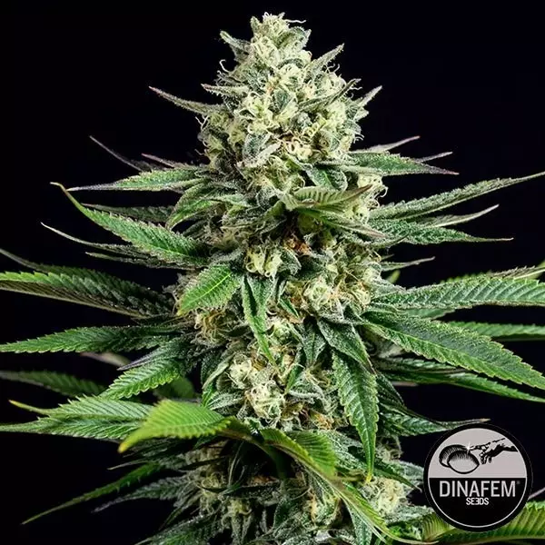Visualizzazione Og Kush CBD femminilizzata del banco Dinafem.
