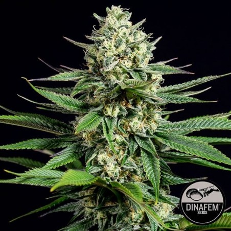 Og Kush CBD femminilizzata del banco Dinafem.