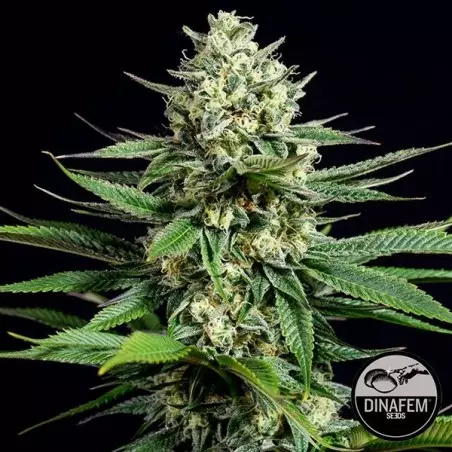 Og Kush CBD femminilizzata del banco Dinafem.