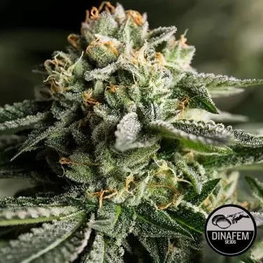 Remo Chemo femminilizzata di Dinafem.