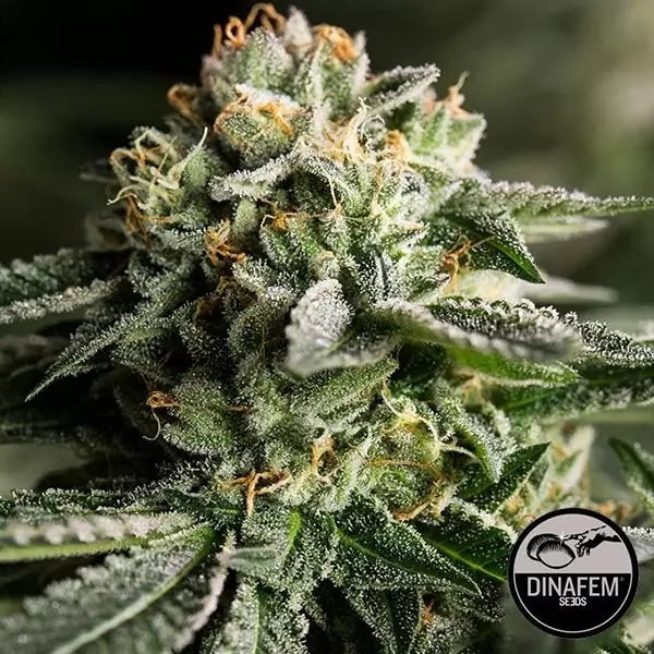 Remo Chemo femminilizzata di Dinafem.