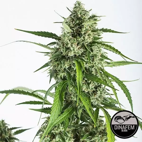 Visualizzazione White Widow XXL Auto fem. di Dinafem