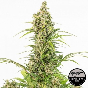 Visualizzazione White Widow Autofiorente di Dinafem