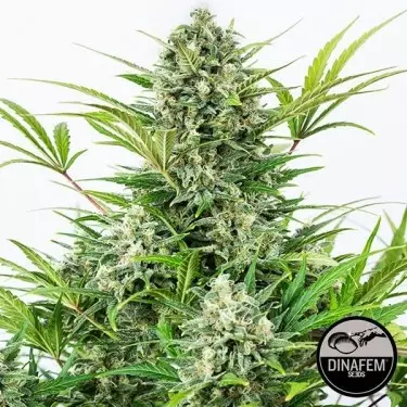 Critical Cheese auto fem. di Dinafem