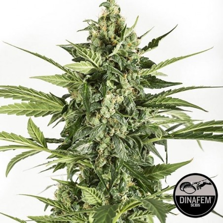 Blue Cheese auto femminizzata di Dinafem