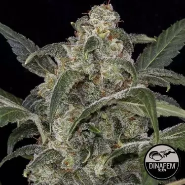 Haze 2.0 varietá Autofiorente di Dinafem