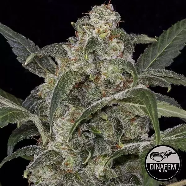 Haze 2.0 varietá Autofiorente di Dinafem