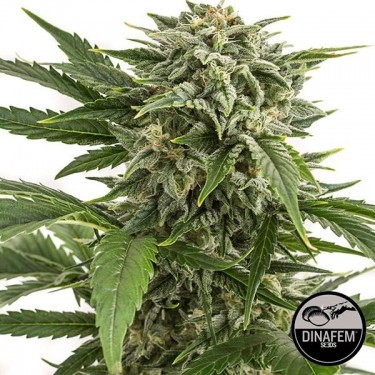 Visualizzazione Bubba Kush Auto femminizzata di Dinafem