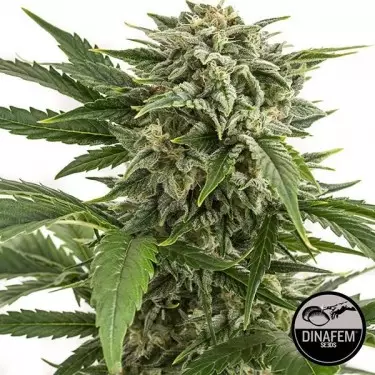 Bubba Kush Auto femminizzata di Dinafem