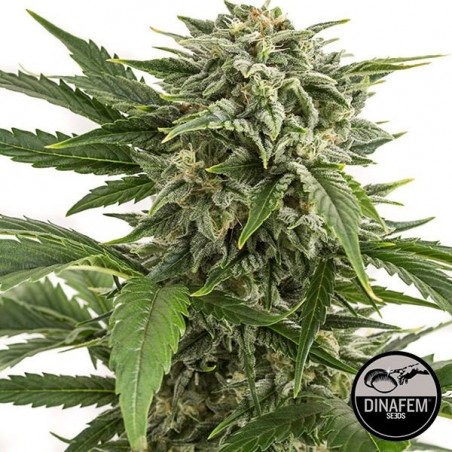 Bubba Kush Auto femminizzata di Dinafem