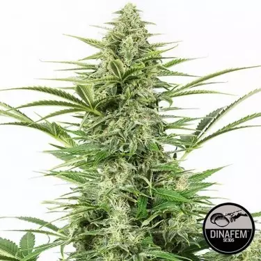 Dinamex Auto 100% femminizzata Dinafem Seeds- Geow Barato