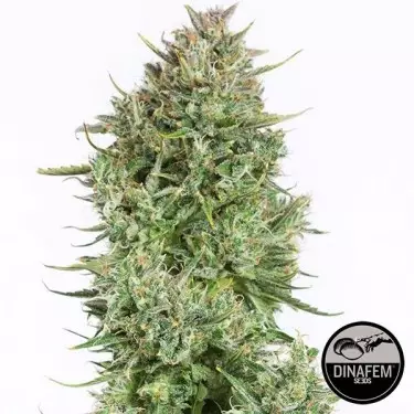 Blue Kush Auto femminizzata di Dinafem