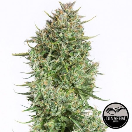 Blue Kush Auto femminizzata di Dinafem