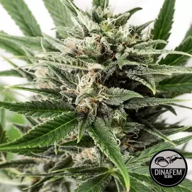 Blue Amnesia XXL Auto fem. di Dinafem