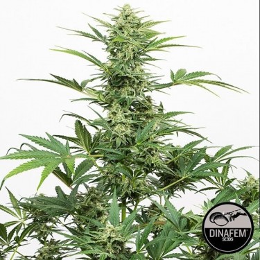 Visualizzazione Industrial Plant Auto CBD di Dinafem