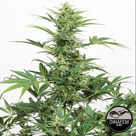 Industrial Plant Auto CBD di Dinafem