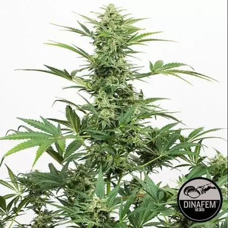 Industrial Plant Auto CBD di Dinafem