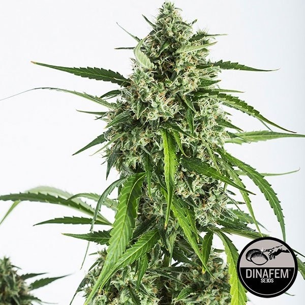 Visualizzazione White Widow Autoflowering CBD Dinafem Auto.