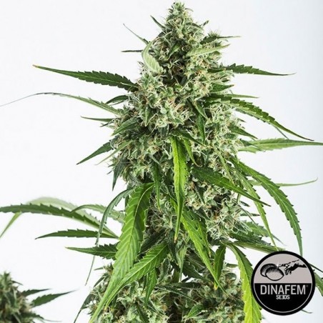 White Widow Autoflowering CBD Dinafem Auto.