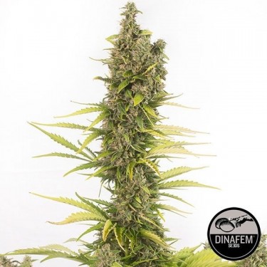Amnesia Autoflowering CBD di Dinafem Auto.