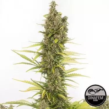 Amnesia Autoflowering CBD di Dinafem Auto.
