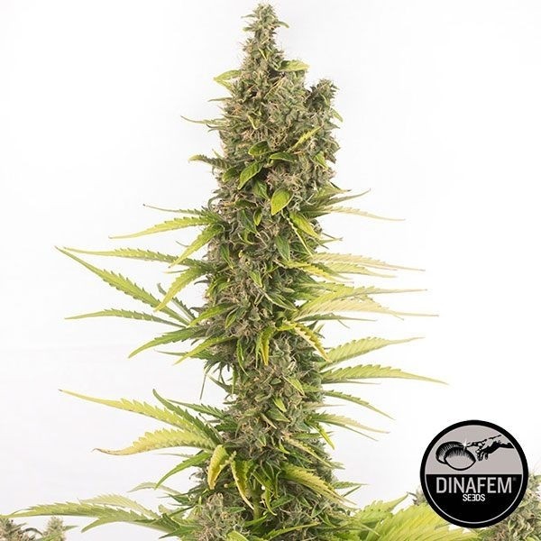 Amnesia Autoflowering CBD di Dinafem Auto.