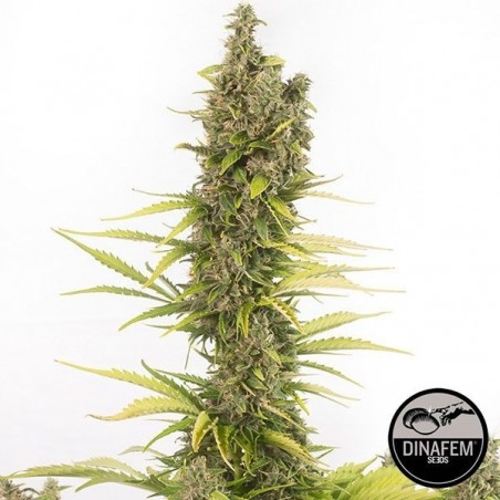 Amnesia Autoflowering CBD di Dinafem Auto.