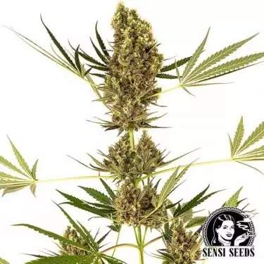 Alpine Delight CBD Auto di Sensi Seeds