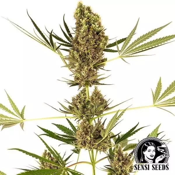 Visualizzazione Alpine Delight CBD Auto di Sensi Seeds