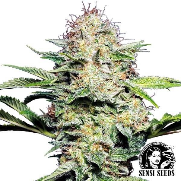 Visualizzazione Sensi Skunk Auto di Sensi Seeds automatica