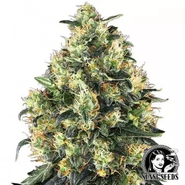 Super Skunk Autofiorente Sensi Seeds